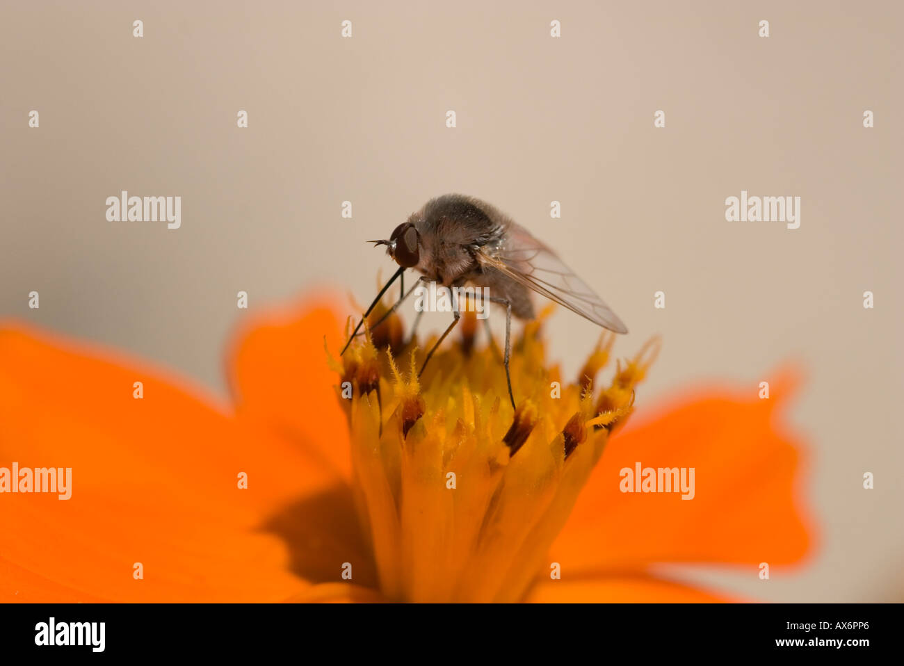 ein Close Up einer Probe der Bombyliidae Familie Biene fliegen Stockfoto