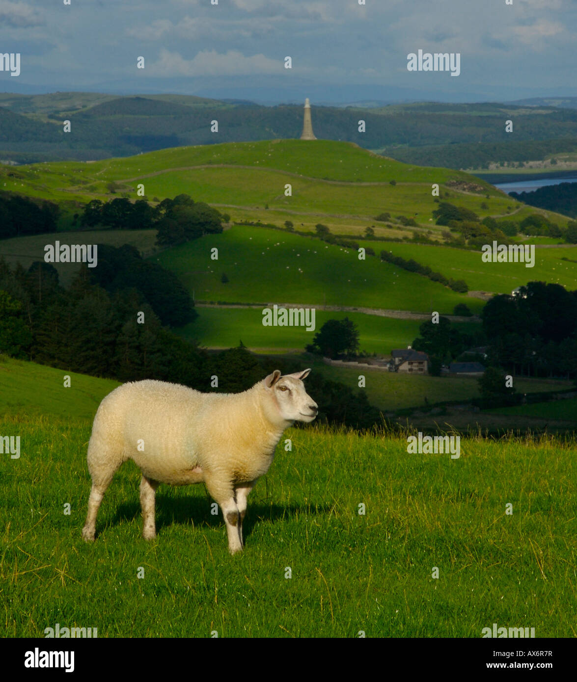 Schafe am Hang, mit Hoad (Sir John Barrow Denkmal) im Hintergrund, in der Nähe von Ulverston, Cumbria, England UK Stockfoto