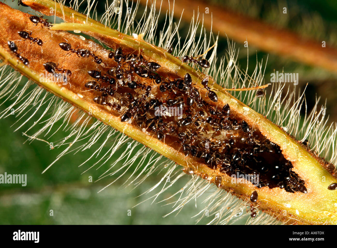 Ameisen (Myrmelachista Schumanni) nisten in einem Zweig des Baumes Duroia hirsuta Stockfoto