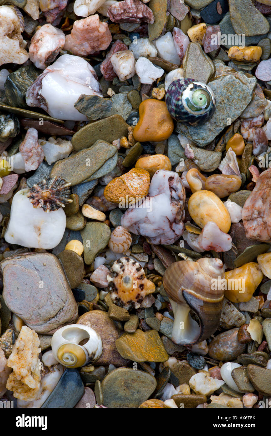 Muscheln und Steinen am Ufer des Meeres an Größe in South Devon Stockfoto