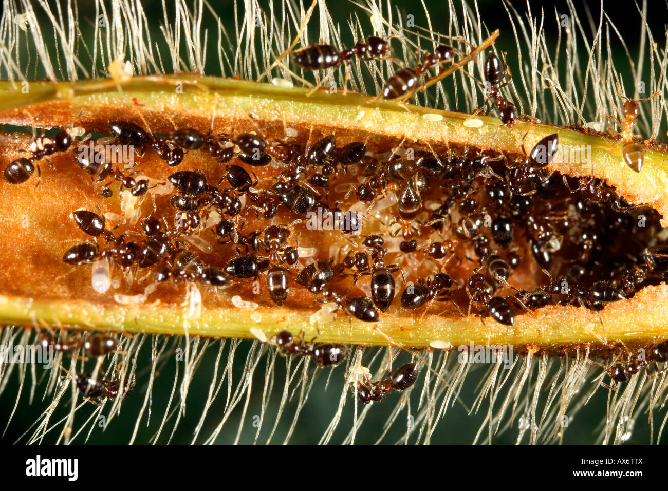 Ameisen (Myrmelachista Schumanni) nisten in einem Zweig des Baumes Duroia hirsuta Stockfoto