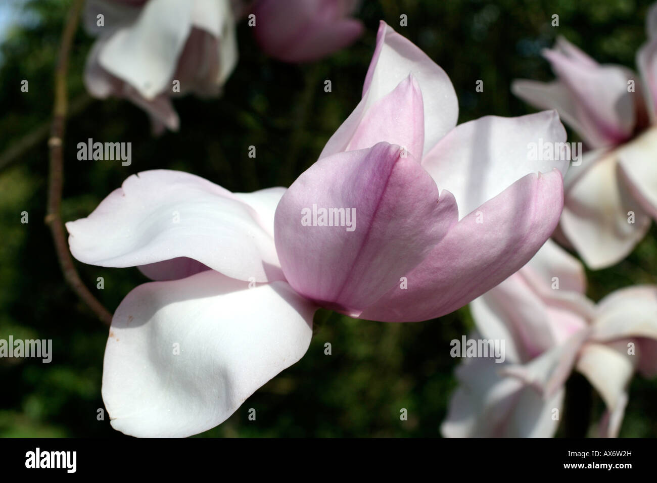 MAGNOLIA CAMPBELLII MITTE MÄRZ Stockfoto