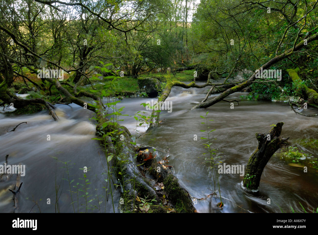 Fluss-Tav. Dartmoor-Nationalpark in der Nähe von Belstone Stockfoto