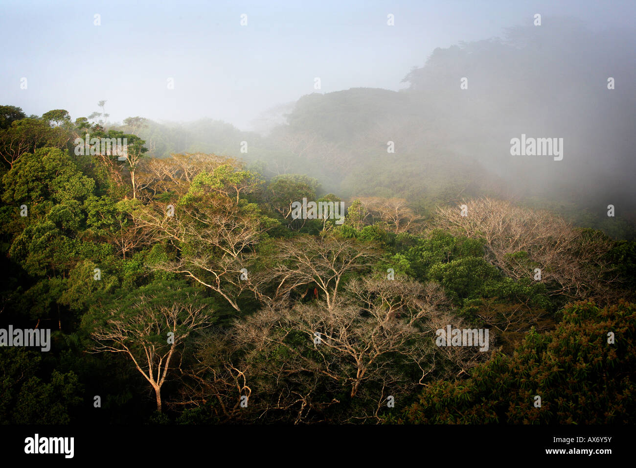 Misty rainforest bei Sonnenaufgang in Soberania Nationalpark, Republik Panama Stockfoto