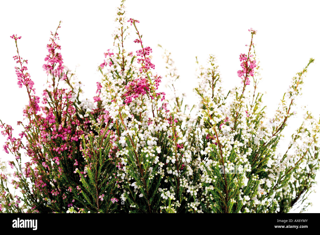 Glockenheide (Erica Tetralix) Stockfoto