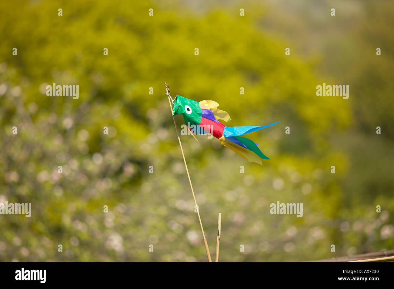 Vogel zu auf Zuteilung London England UK GB Stockfoto