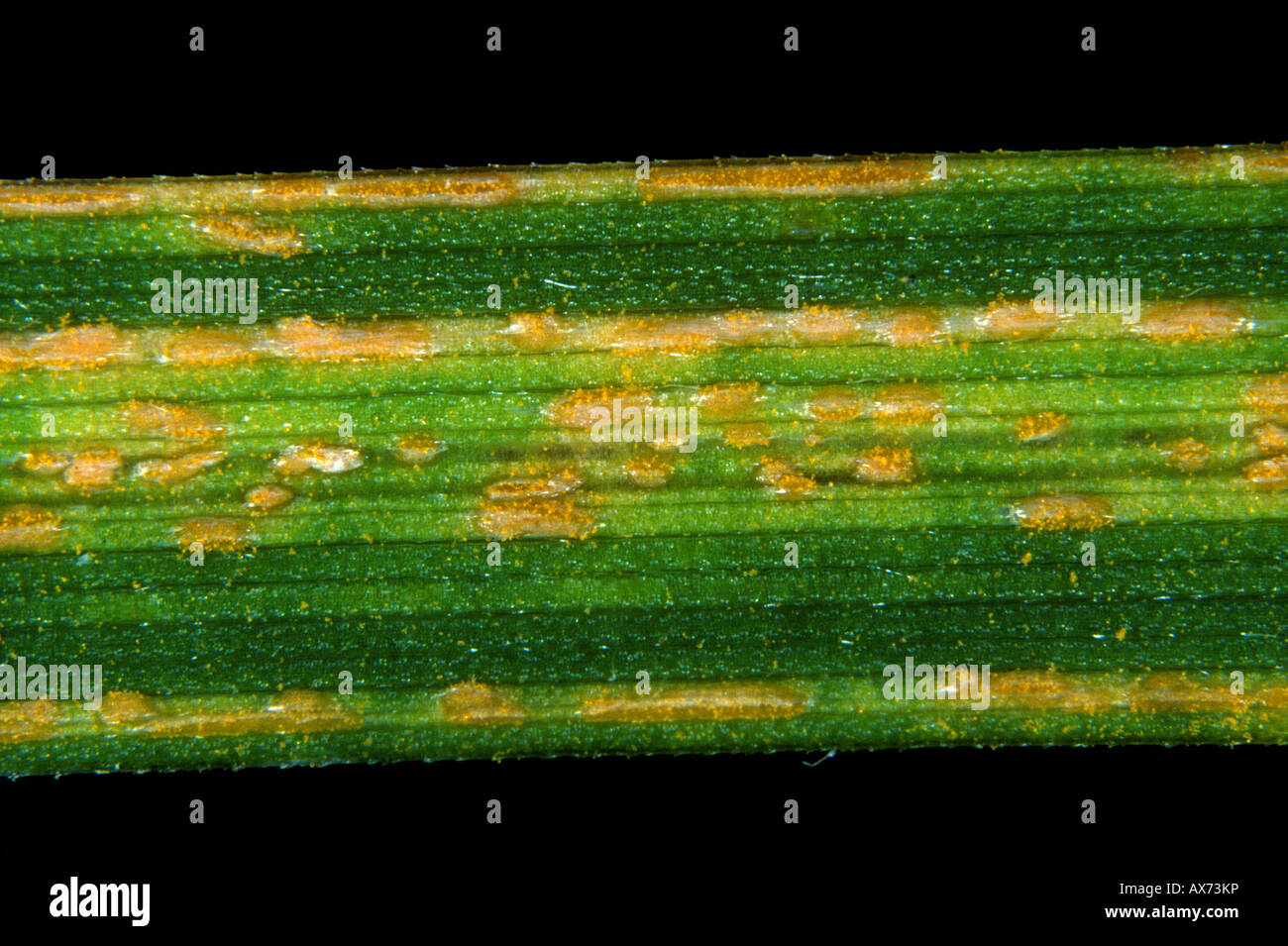 Gelbrost oder Streifen Rost Puccinia Striiformis auf Schwingel Rasen Rasen Blatt Stockfoto