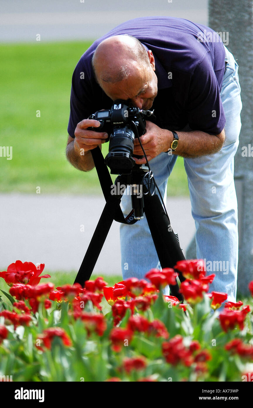 Ein Mann nutzt einen 35mm-Film SLR mit einem Makro-Objektiv und Stativ um Bilder von roten Tulpen in Ottawas jährliche Tulpenfest statt Stockfoto
