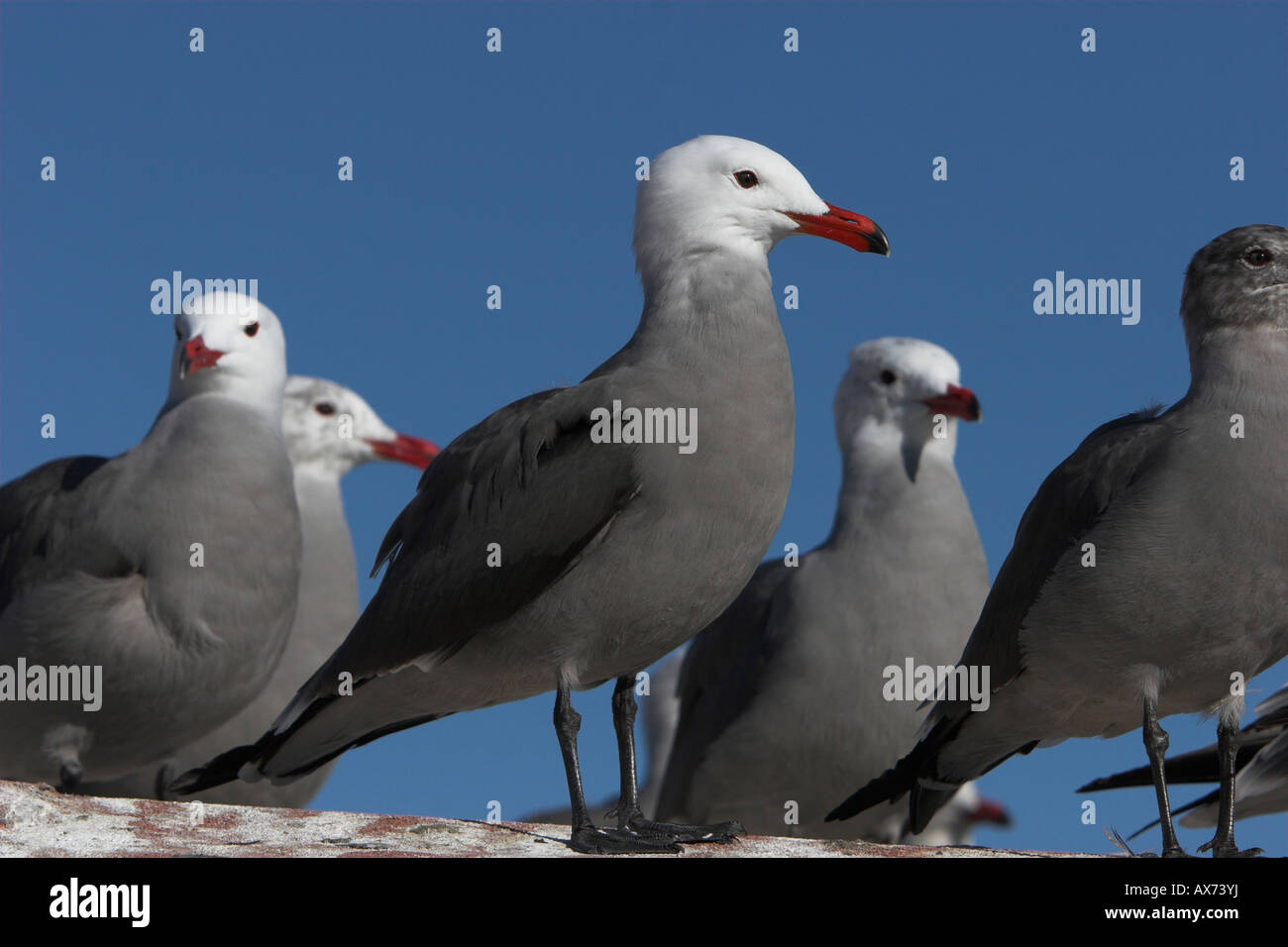 Heermann Gull Larus Heermanni stehen mit der Gruppe für Santa Barbara beach California im Januar Stockfoto