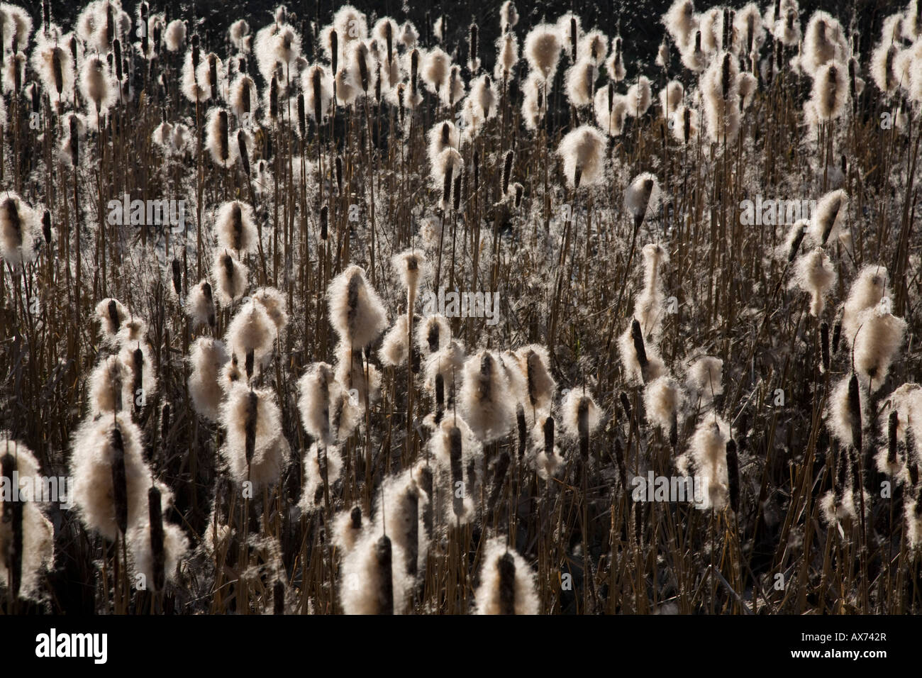 Rohrkolben in Samen im Naturreservat Heaton Mersey. Heaton Mersey, Stockport, grösseres Manchester, Vereinigtes Königreich. Stockfoto