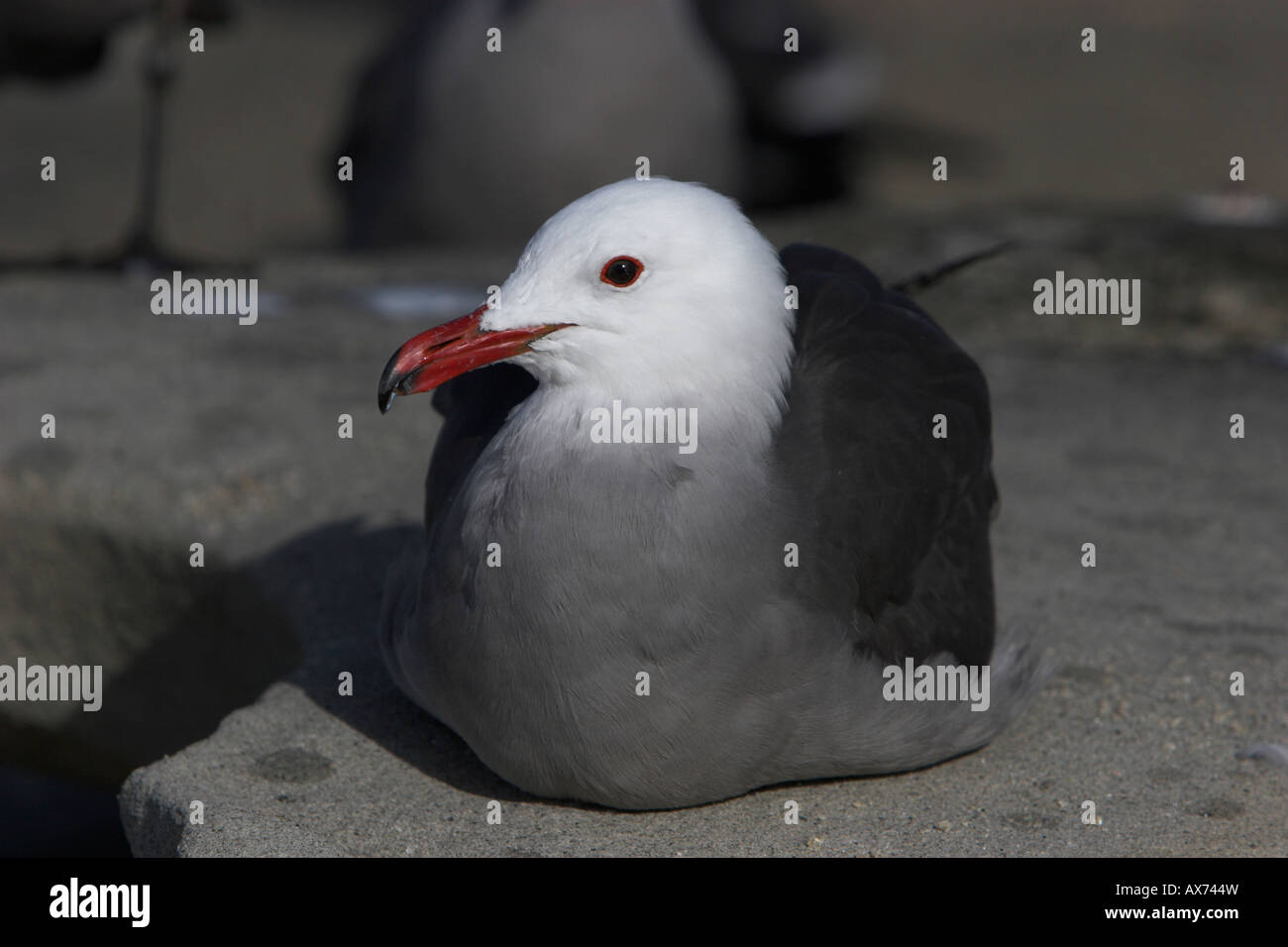 Heermann Gull Larus Heermanni ruhen, Nahaufnahme, roten Schnabel und rote-Augen-Ring auf Santa Barbara Beach Kalifornien im Januar Stockfoto