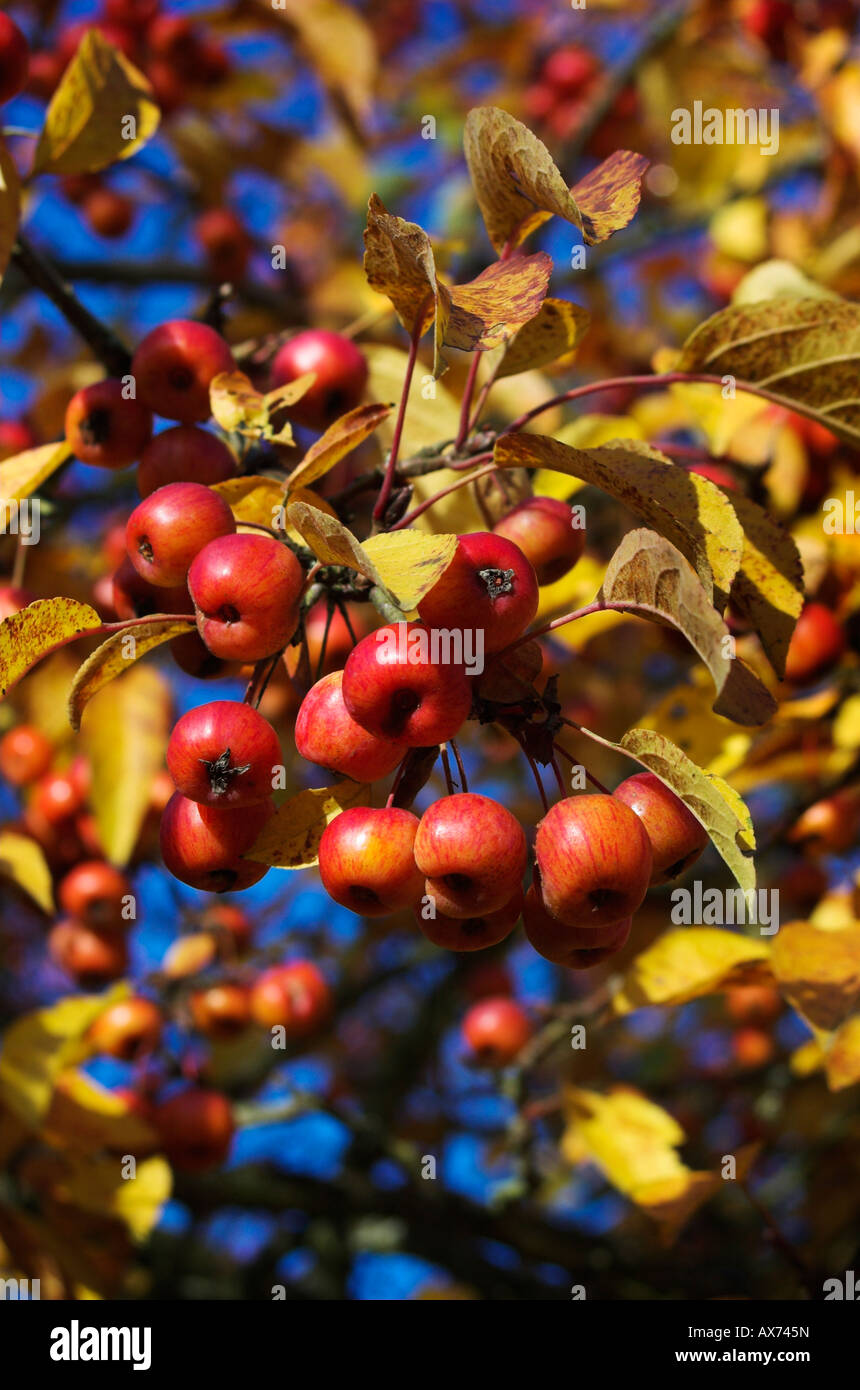 Malus 'Evereste' Stockfoto