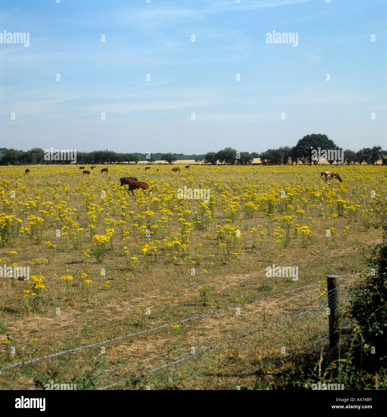 Rinder grasen auf der Weide unter den dicht Blüte ragwort Extensa vulgaris Stockfoto