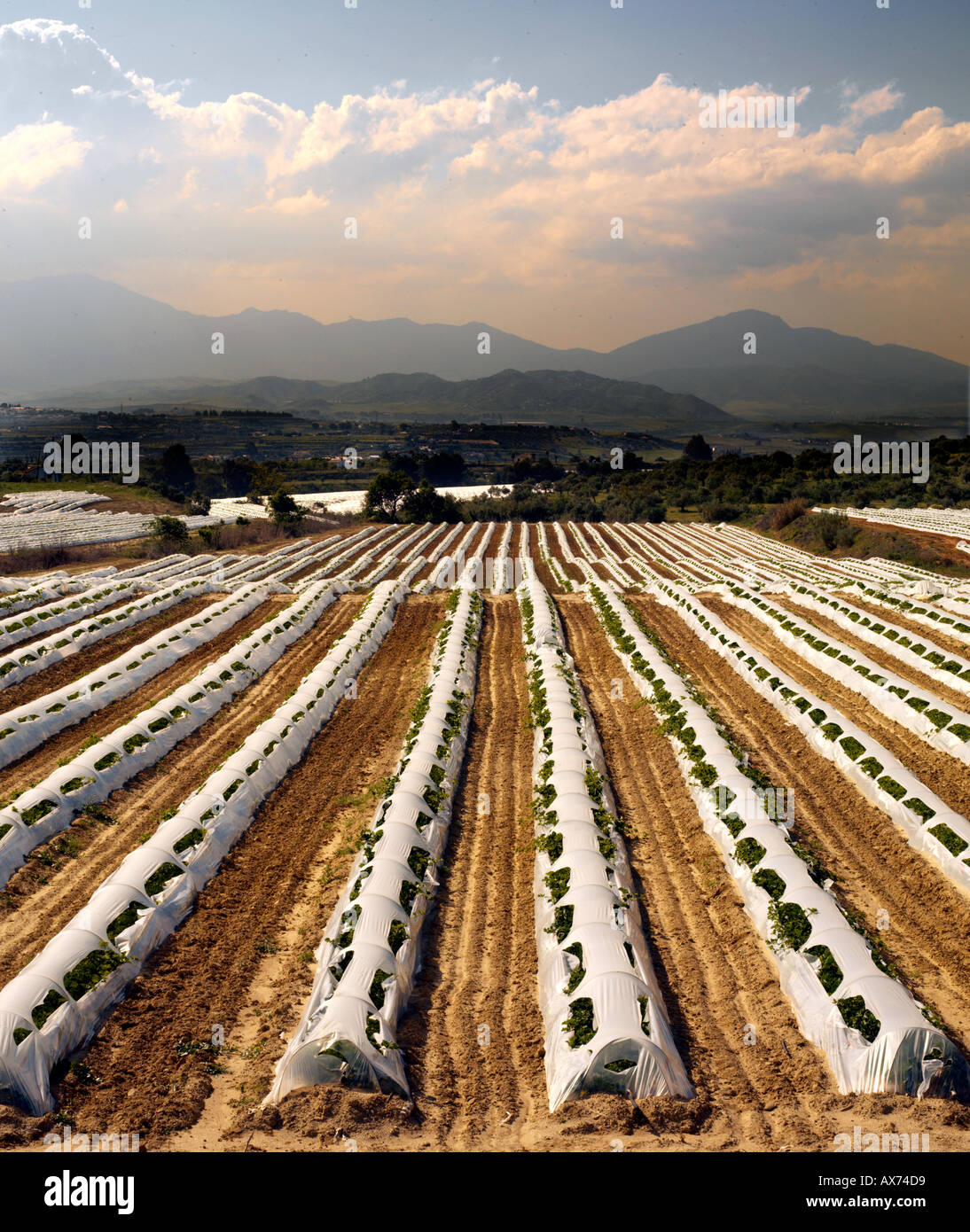 Reihen von Poly-Tunnel in Bereichen Stockfoto