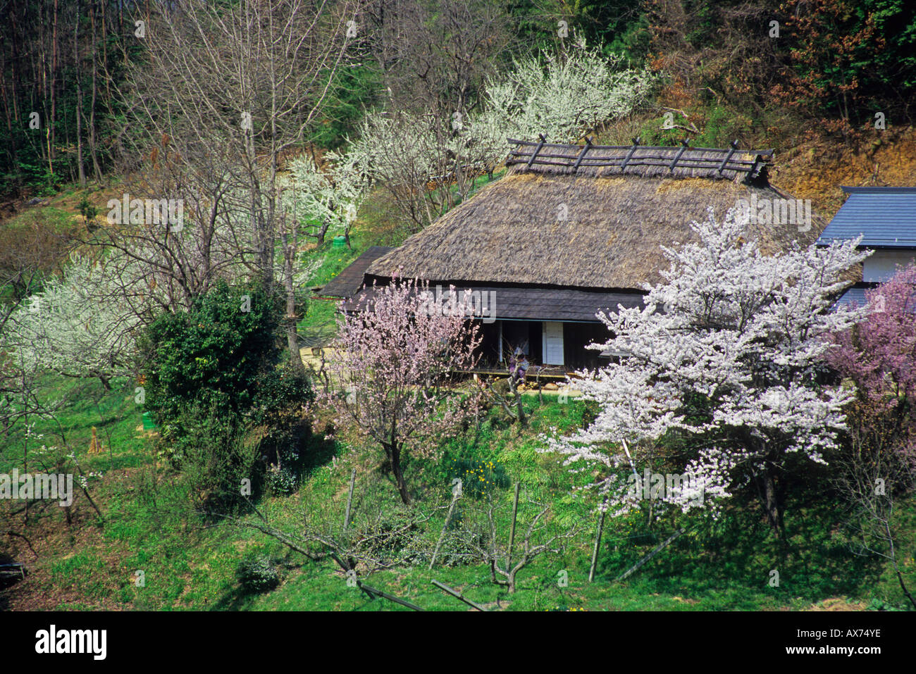 Die Frühlingslandschaft im Nakagawa Village in Nagano Japan Asien Stockfoto