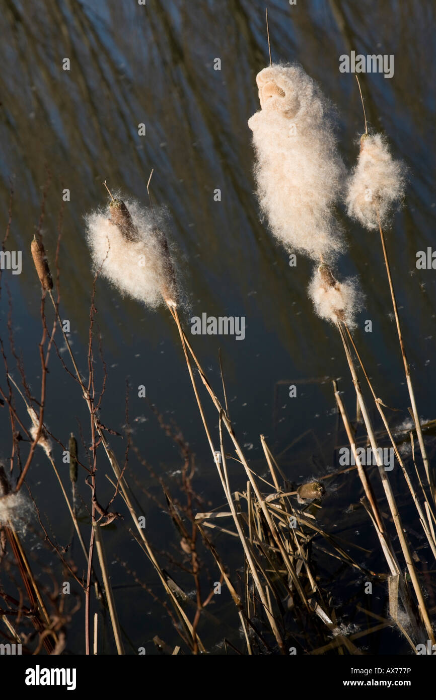 Rohrkolben in Samen im Naturreservat Heaton Mersey. Heaton Mersey, Stockport, grösseres Manchester, Vereinigtes Königreich. Stockfoto