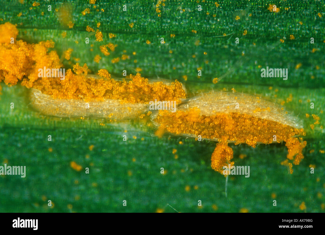 Krone Rost Puccinia Coronata Pusteln auf einer Wiese Rasen Poa sp Blatt Stockfoto