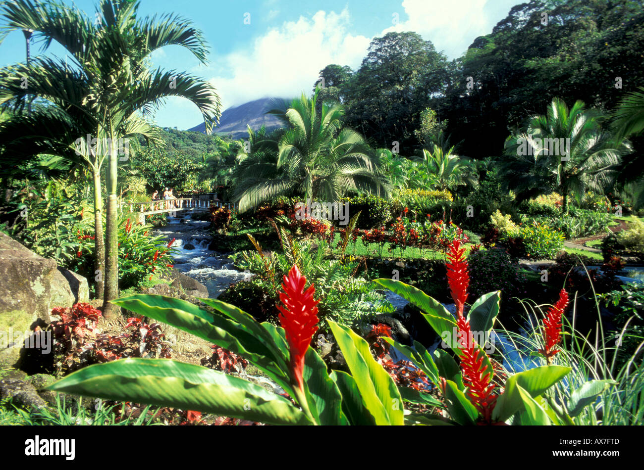 Ein Stream, schwebend zwischen Palmen im La Fortuna, im Hintergrund der Vulkan Arenal, Costa Rica, Amerika Stockfoto