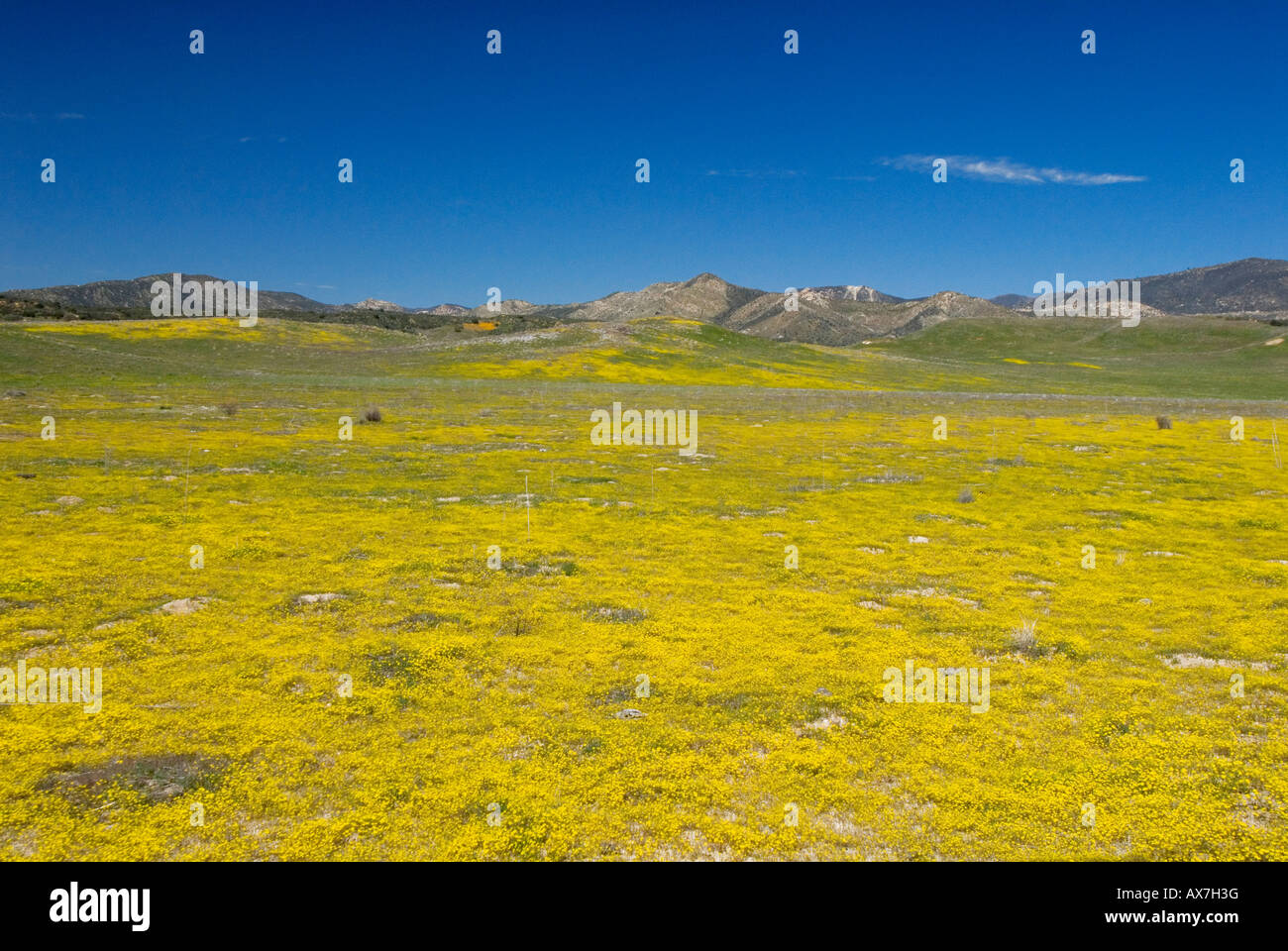 Frühling Wildblumen blühen im Warner Springs Kalifornien Stockfoto