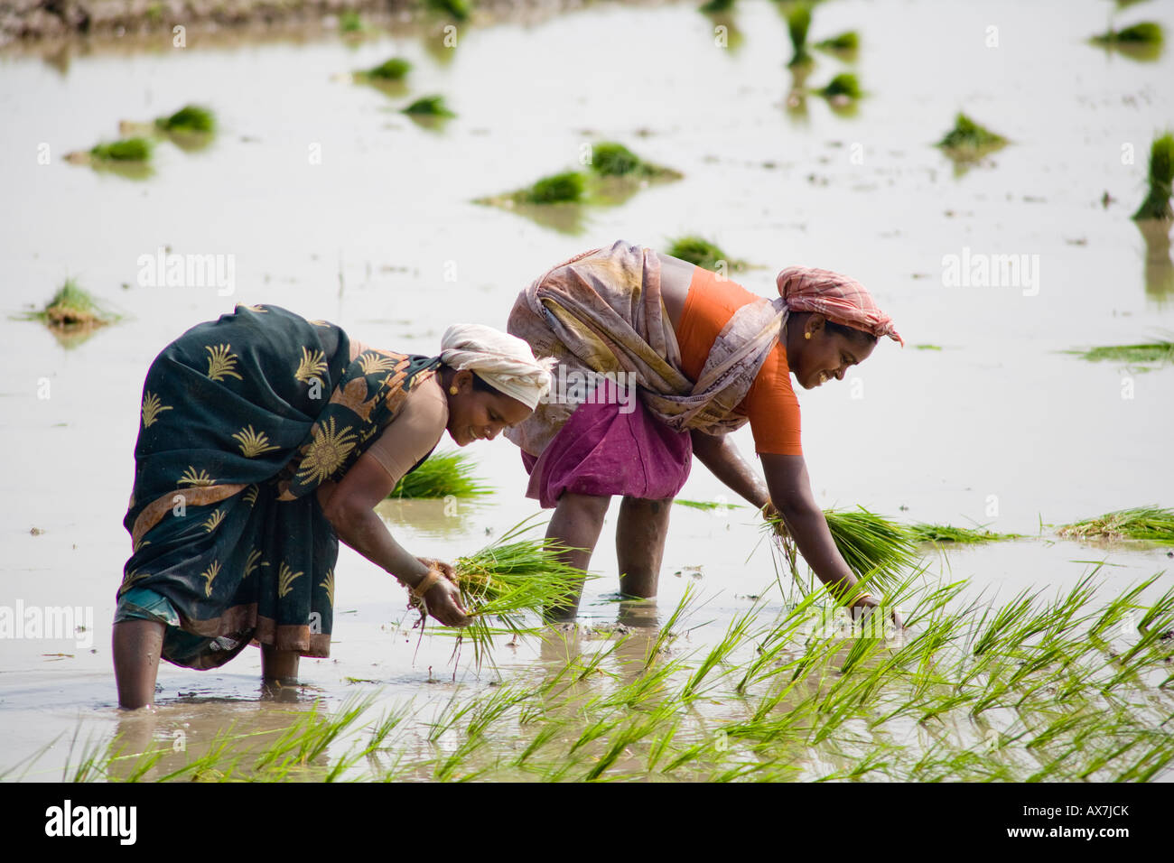 Zwei Frauen, die Pflanzen Reis Pflanzen in einem Reisfeld, Tamil Nadu, Indien Stockfoto