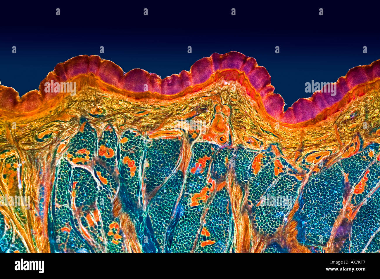 menschliche Haut Mikrophotographie zeigt allgemeine Struktur Stockfoto