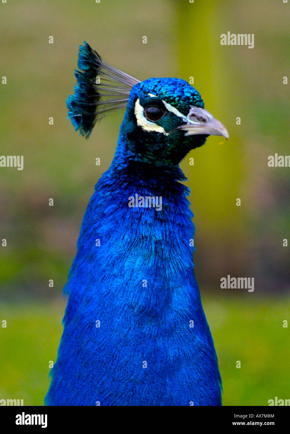 Kopfschuss von einen schönen blauen Pfau auf einem natürlichen Hintergrund Stockfoto