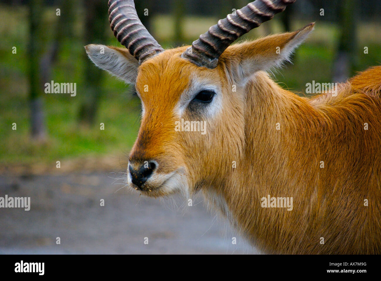 Letschwe Reh im Safaripark Umgebung Stockfoto