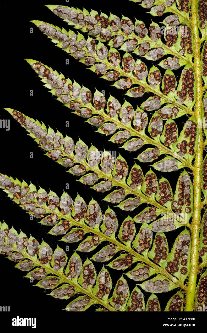 künstliche palme 3m Künstliche Palme