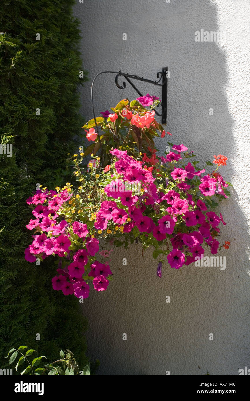 Hängende Blumenkorb Petunien Stockfoto