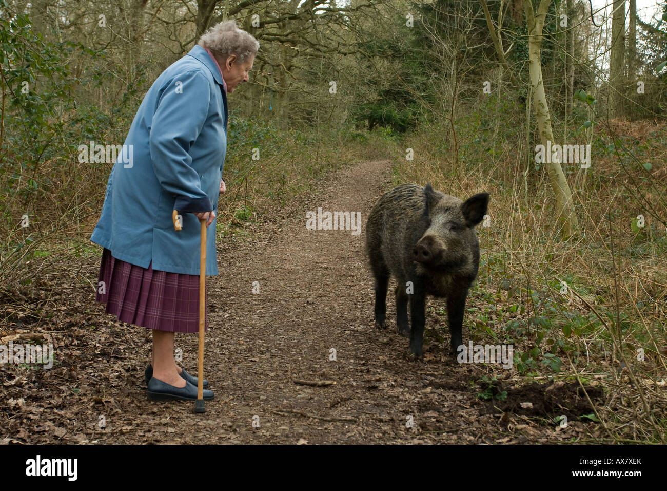 Wildschwein trifft Rentner im Forest of Dean, UK Stockfoto