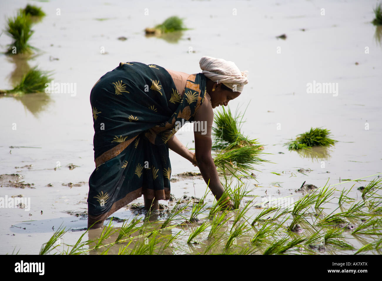 Frau Reis Pflanzen in einem Reisfeld, Tamil Nadu, Indien Stockfoto