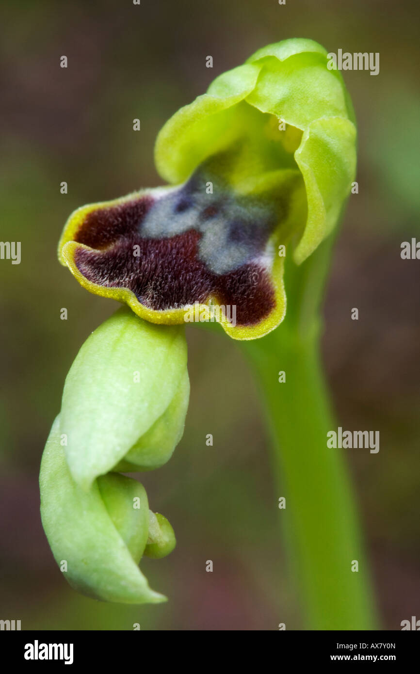 Ophrys Dianica, Valencia, Spanien Stockfoto