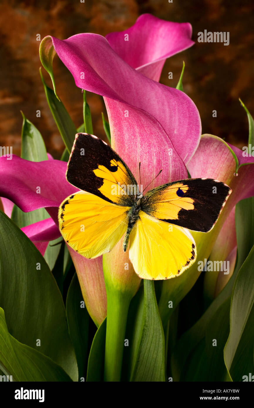 Dogface Schmetterling auf rosa Calla Lilie Stockfoto