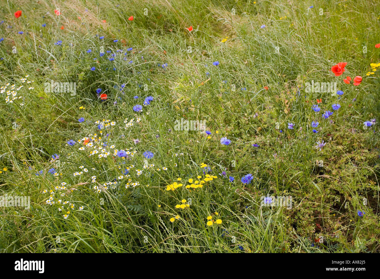 Wiese Gräser und Wildblumen Cottage-Garten-UK Stockfoto