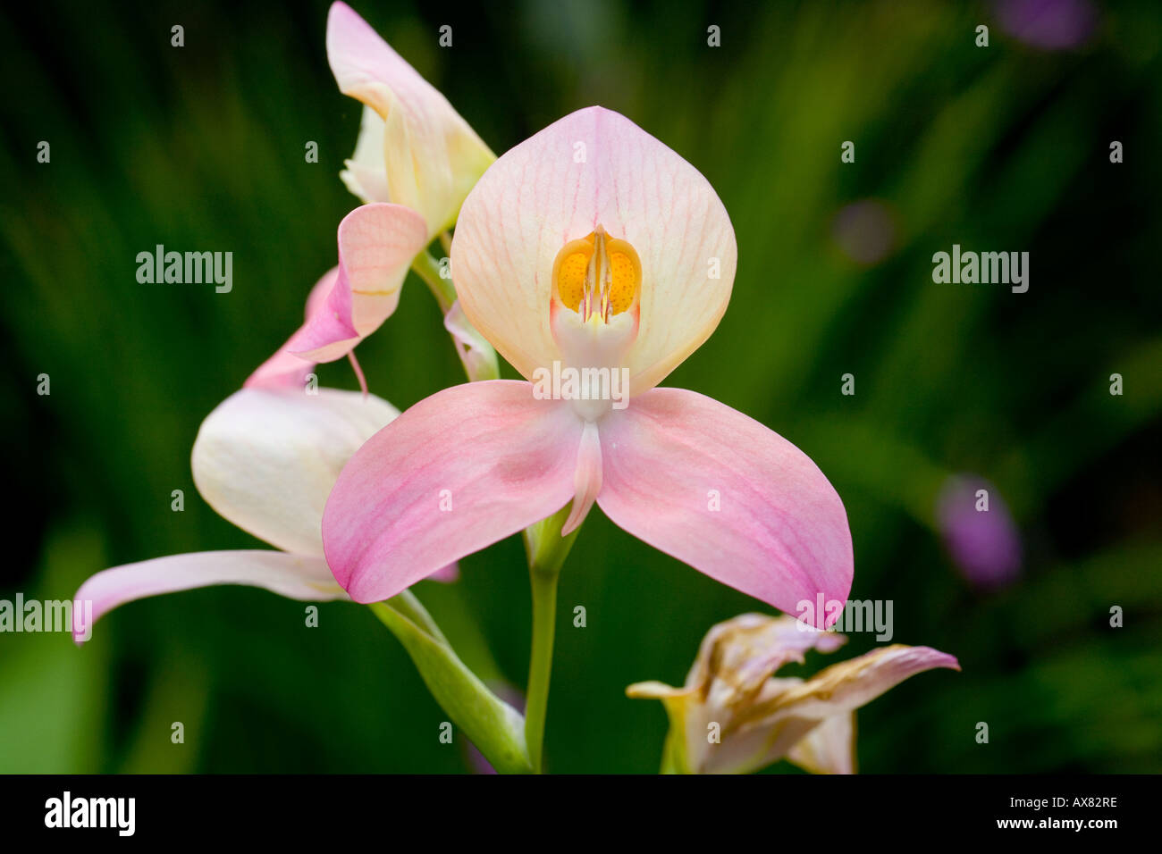 Orchidee Disa Diores Inka-Prinzessin Stockfoto