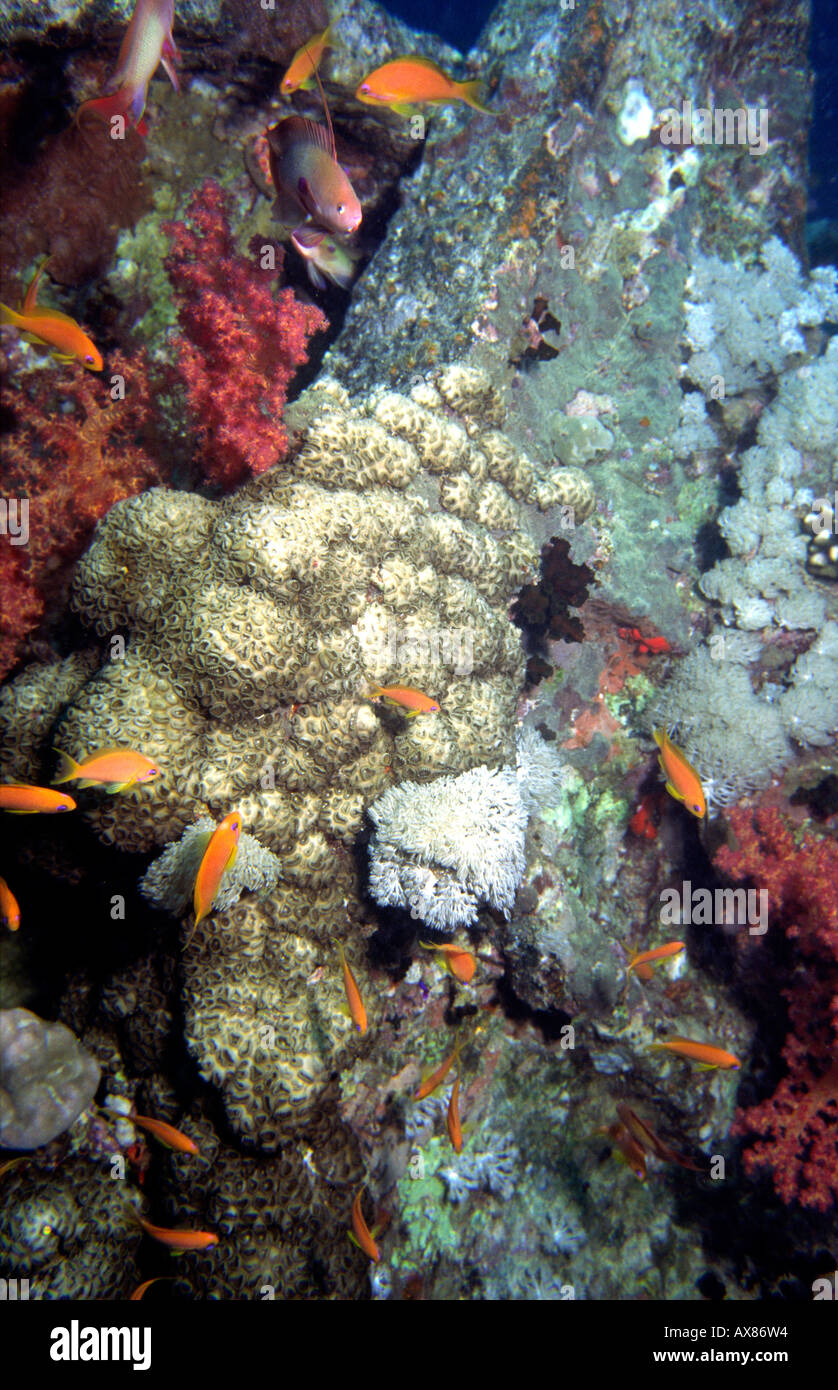 Ägypten Rotes Meer-Besiedlung der WW2 Wrack der Thistlegorm von Schwämmen und Korallen Stockfoto