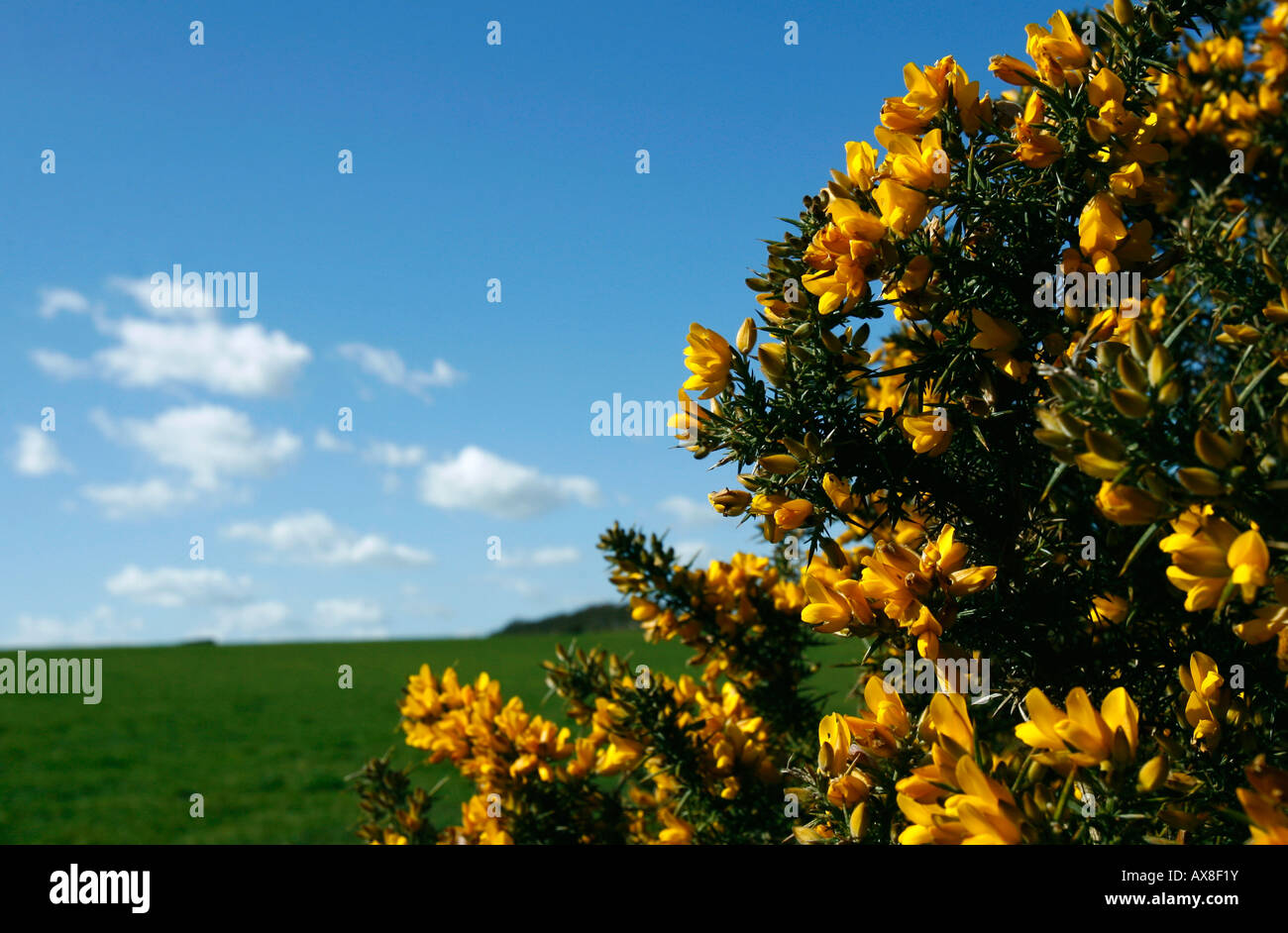 Leuchtend gelbe Feder Gorse, Ulex Europaeus, Blumen blühen auf dem Busch auf der South Downs in der Nähe von Touristenort in East Sussex England Stockfoto