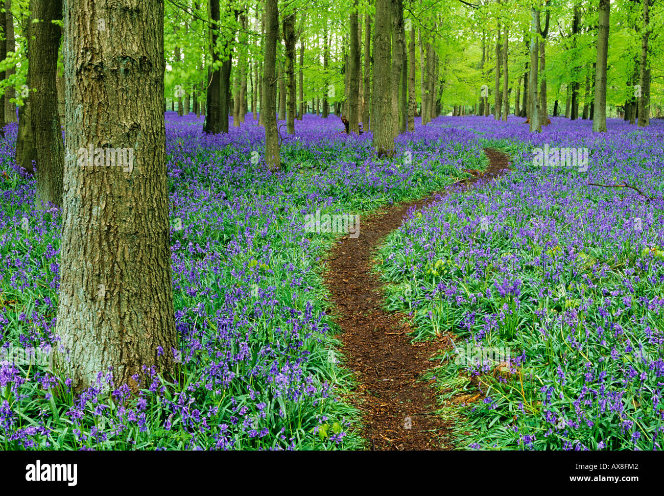 Weg durch Bluebell Holz Bucks UK April Stockfoto