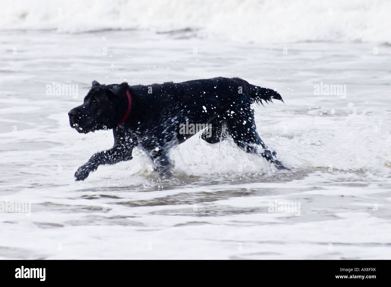 Ein schwarzer Hund läuft durch die Brandung an einem Strand in Schottland Stockfoto