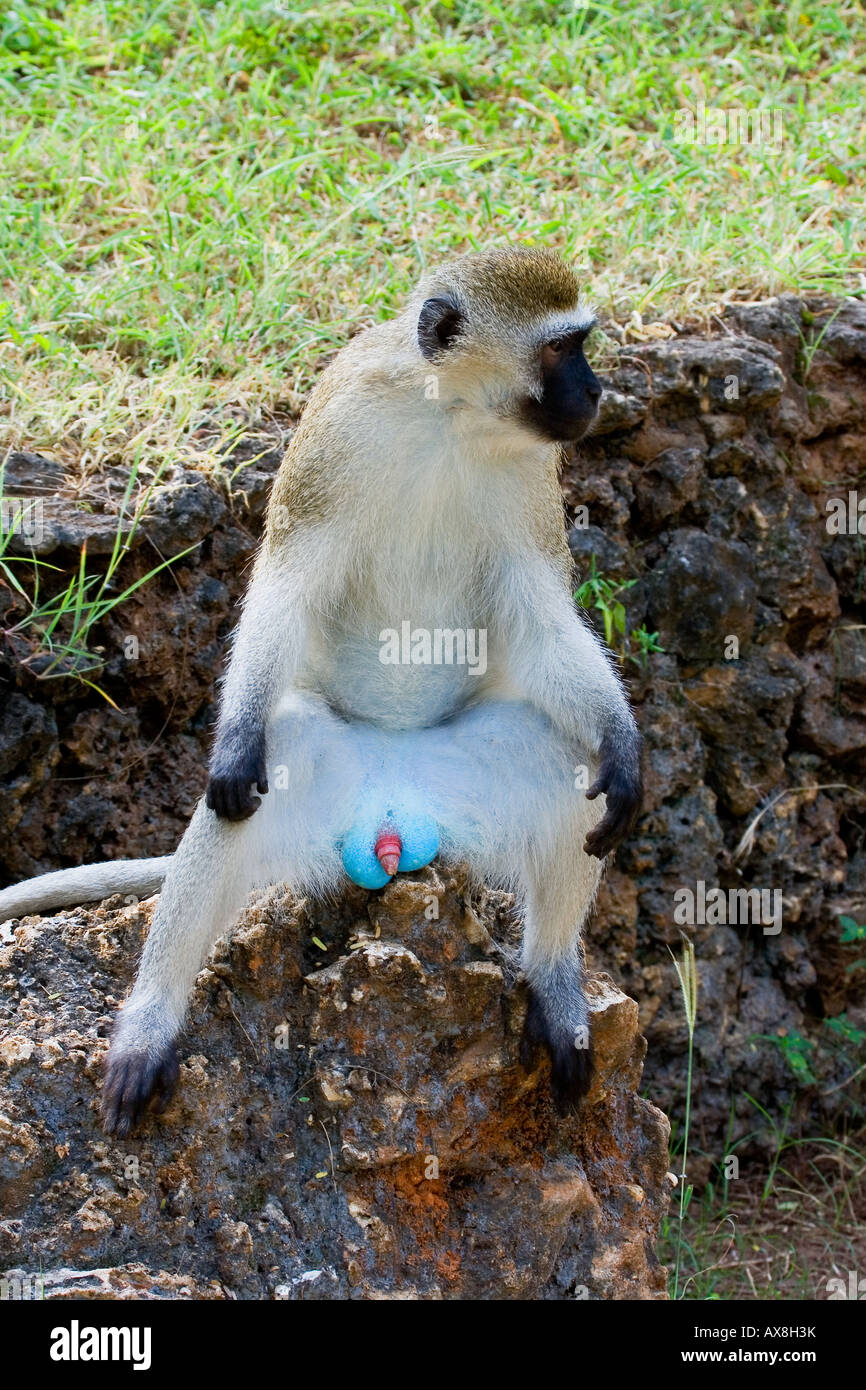 VERVET Affen führen Aethiops, Stockfoto