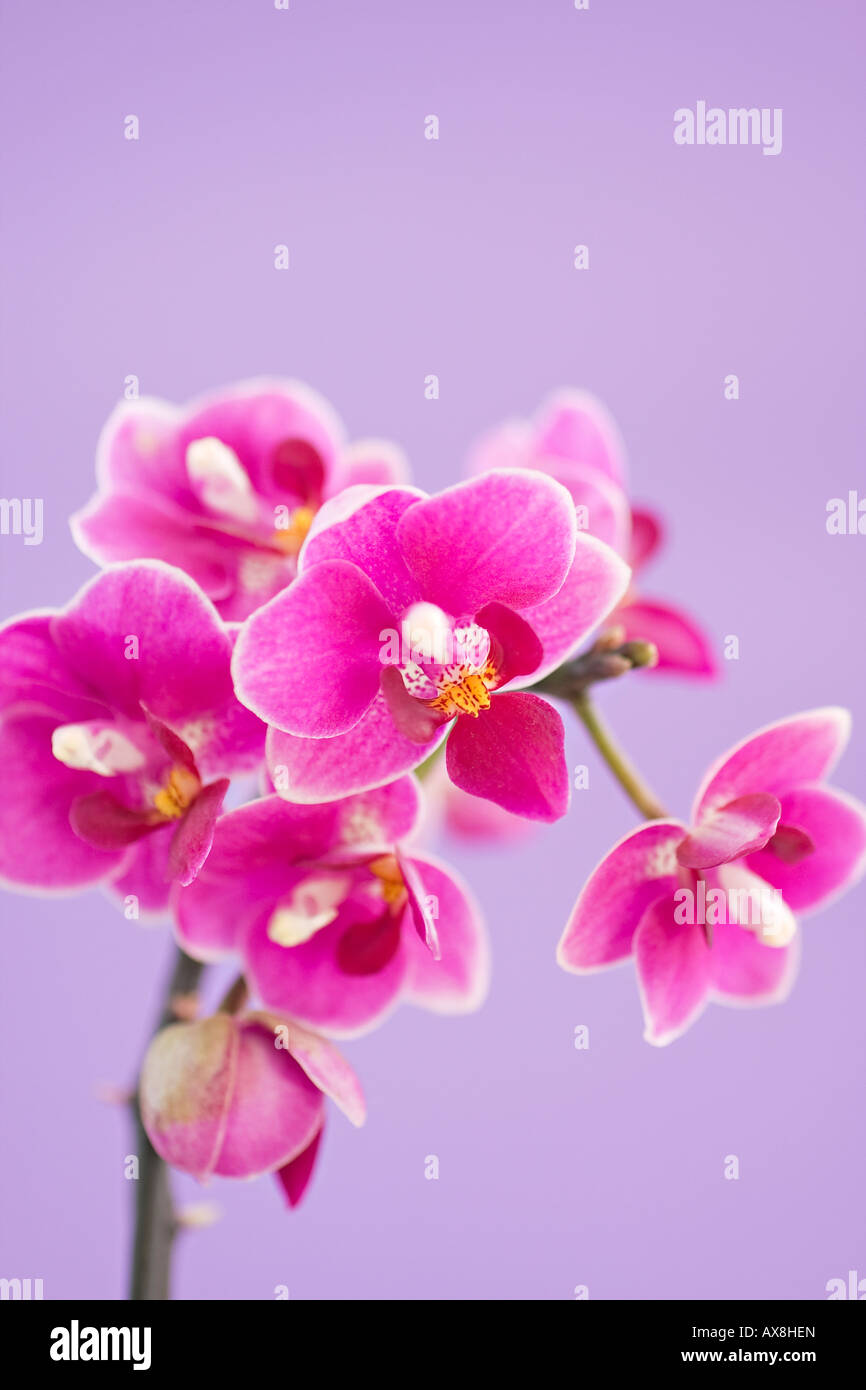 Porträt der tiefrosa Moth Orchid (Phalaenopsis) Blumen im Frühling Stockfoto