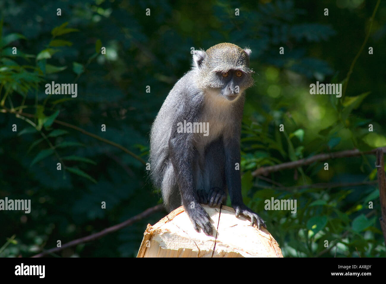 SYKES Affen führen Albogularis Mitis, Stockfoto