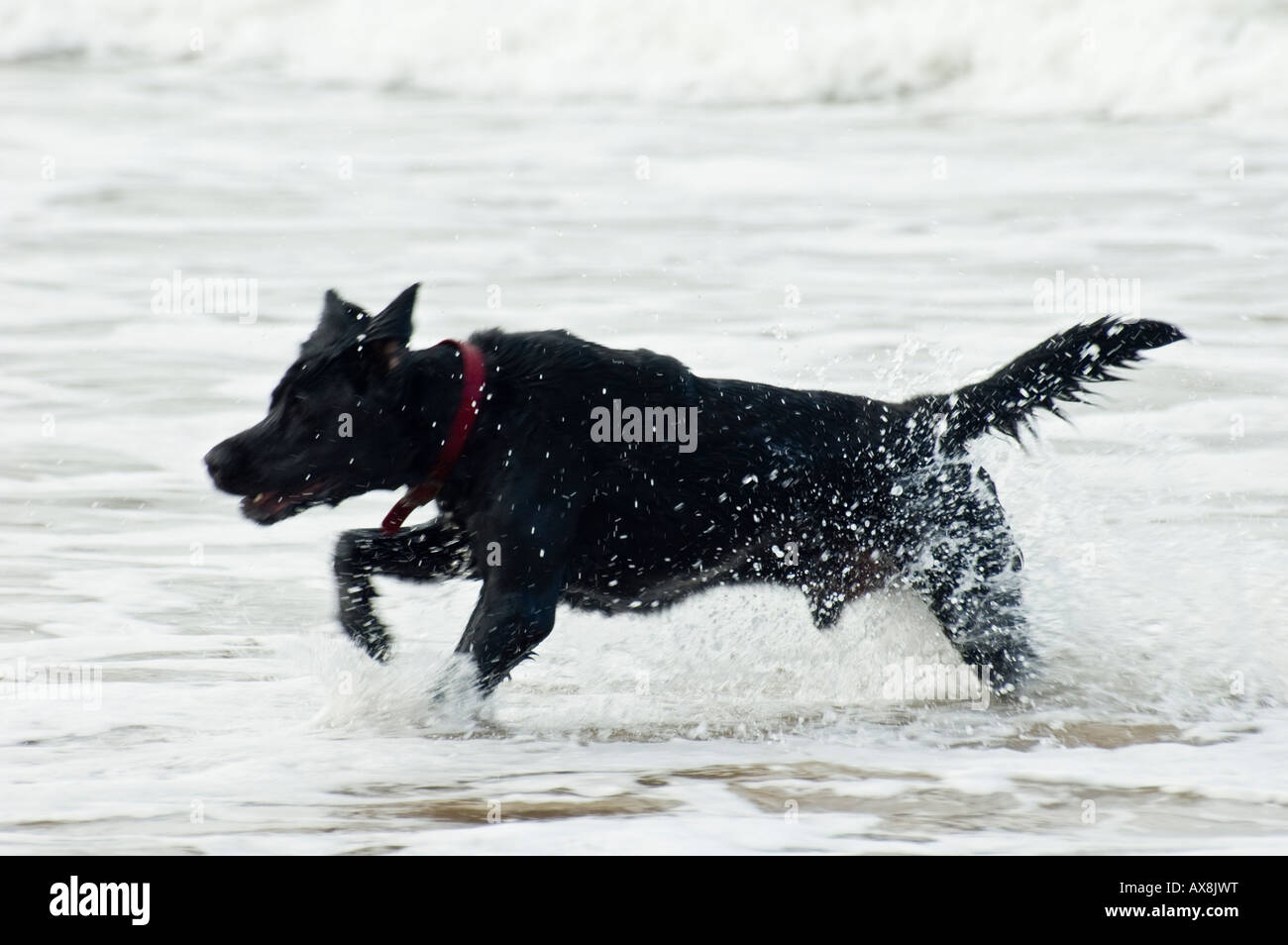 Ein schwarzer Hund läuft durch die Brandung an einem Strand in Schottland Stockfoto