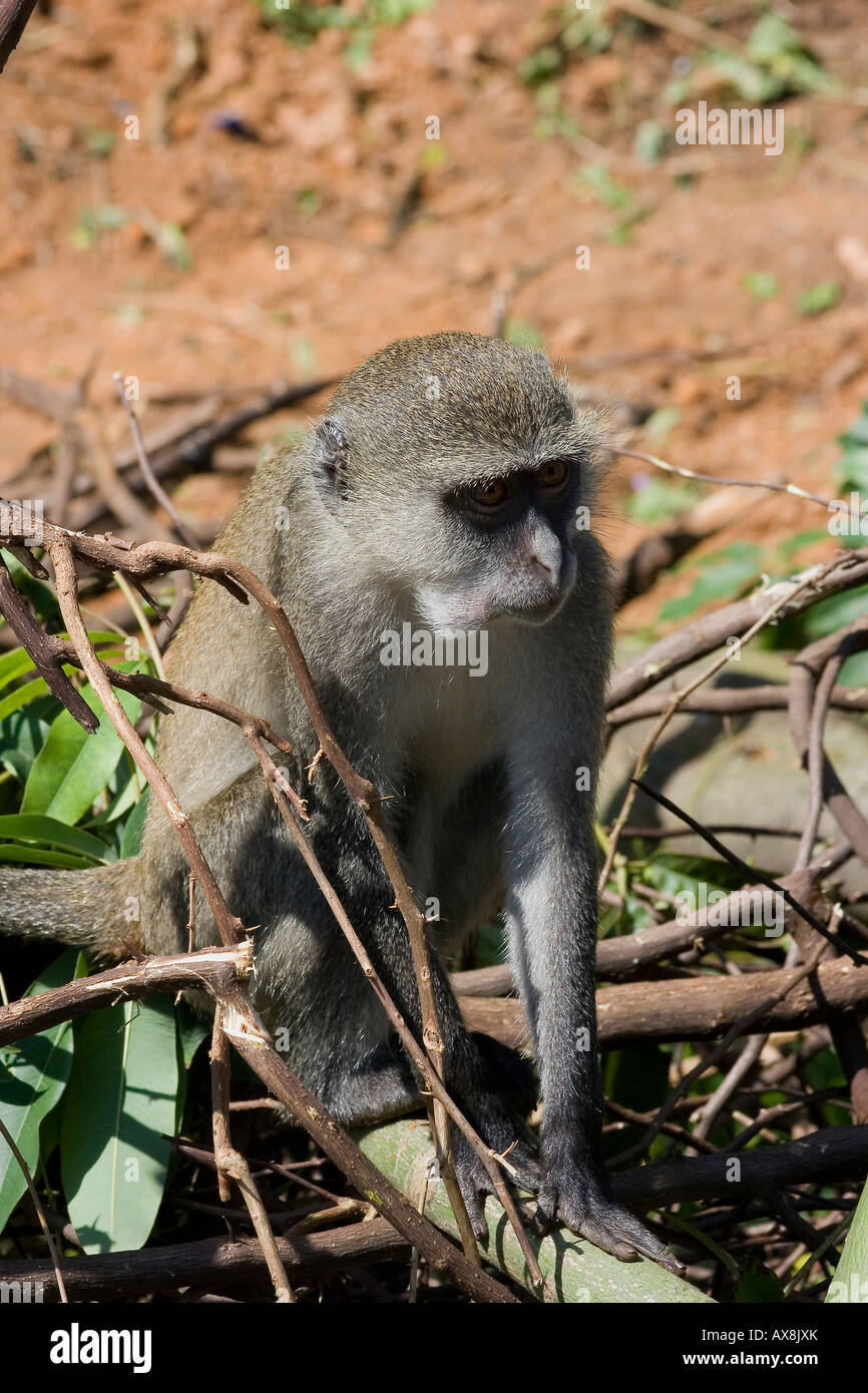 SYKES Affen führen Albogularis Mitis, Stockfoto