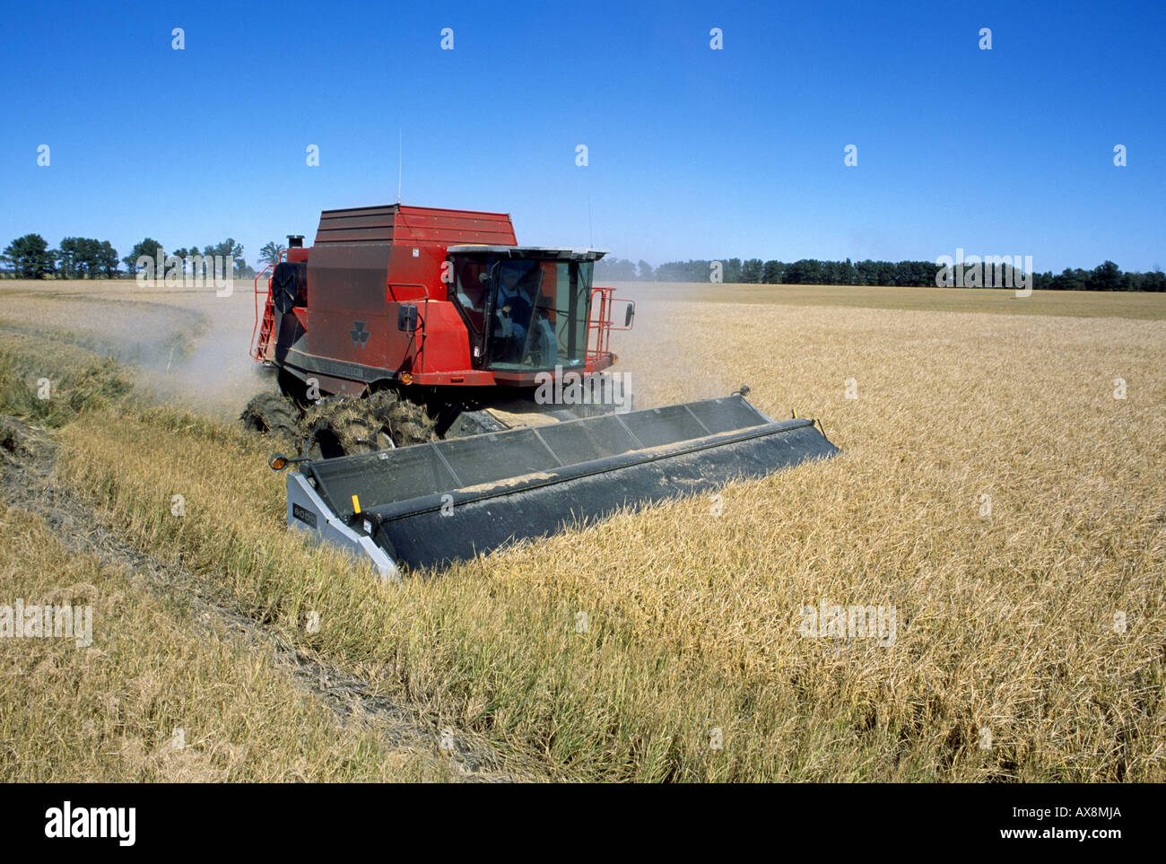 BEREICH DER HIGH-YIELD-REIS IN SEHR GUTEM ZUSTAND MIT MASSEY FERGUSON 8780 XP AUSGESTATTET MIT NEUEN GOTISCH ROTARY MÄHDRESCHER ERNTEN Stockfoto