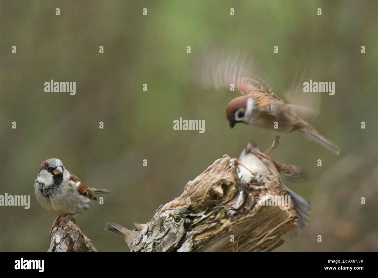 Haussperling Passer Domesticus freut sich auf Kampf Tree Sparrows Passer montanus Stockfoto