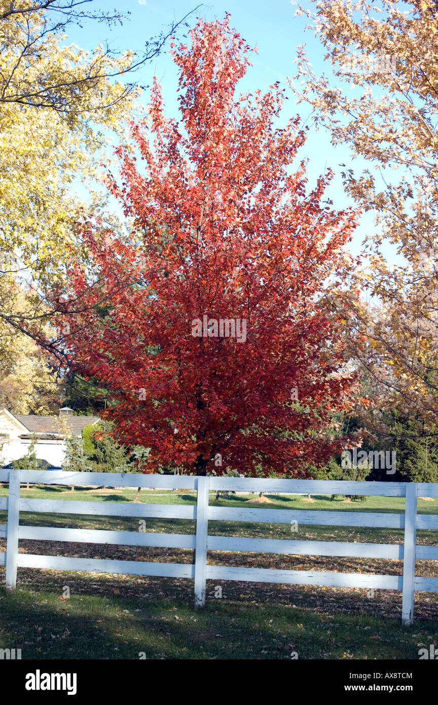 Herbst Blatt Farbe Cedar Lake Indiana Nordamerika Stockfoto