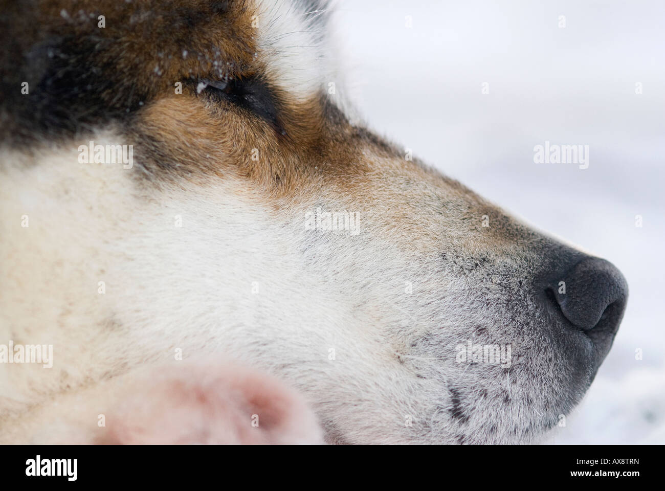 Grönländischen Schlittenhunde dänischen Spezialeinheiten Sirius Dog Patrol Zinkmine Nord Ost Grönland Stockfoto