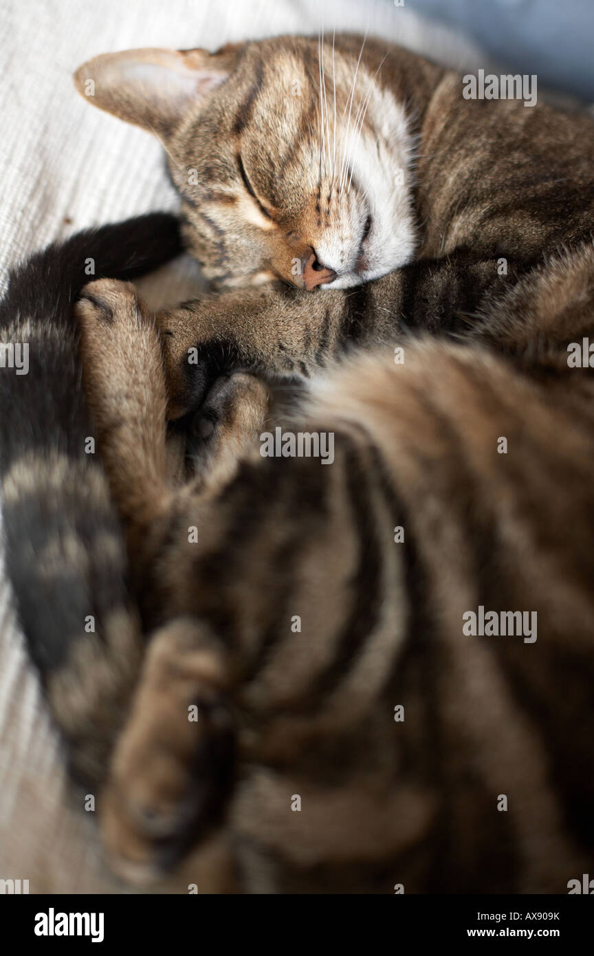 Katze schlafen Stockfoto