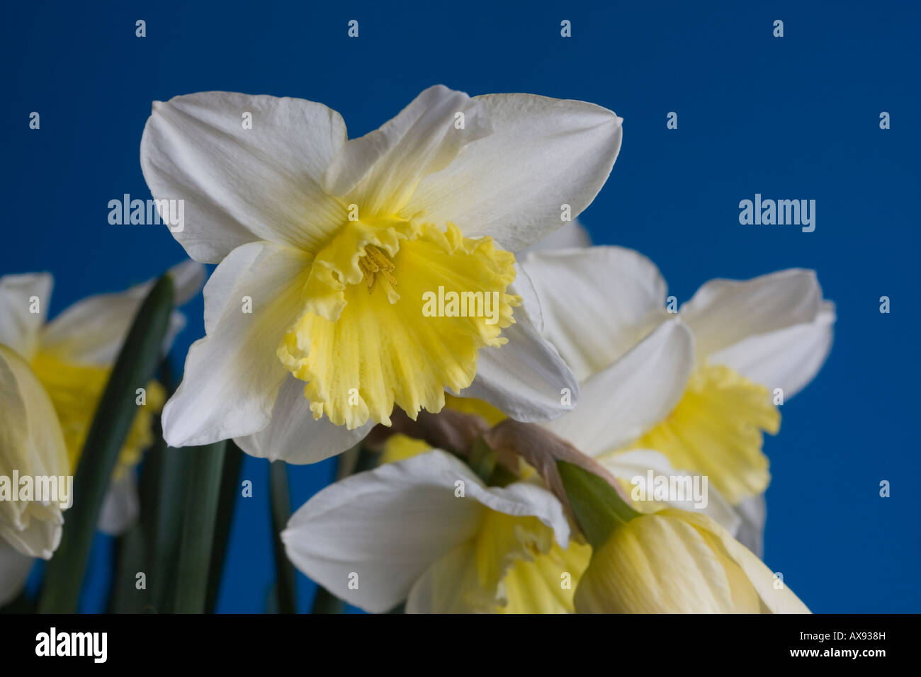 Narzisse Ice Follies Narzisse amaryllidceae Stockfoto